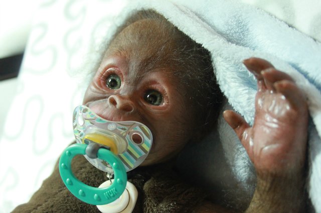 Бонька, обезьянка реборн Элины Кудрявцевой