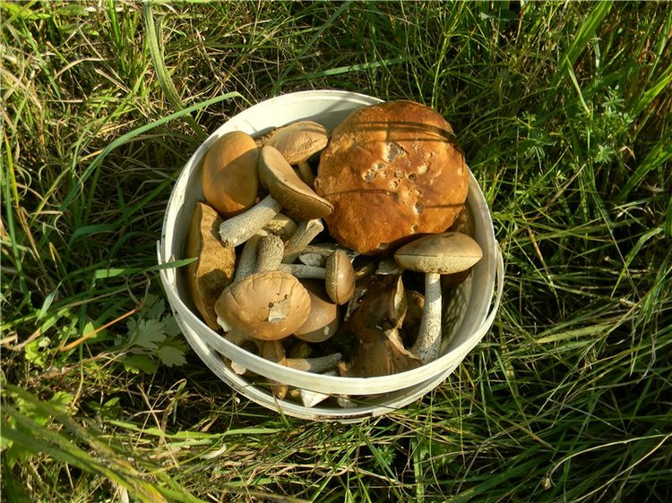 В сентябре пришло к нам лето! Мальва Zwergnase, мой рыжий эльфик