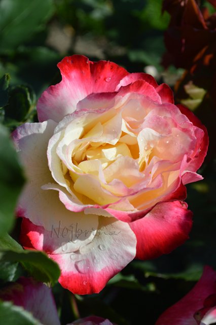 Питер - самый лучший город на земле! Вихтель Rosemarie Anna Muller (фото 7)