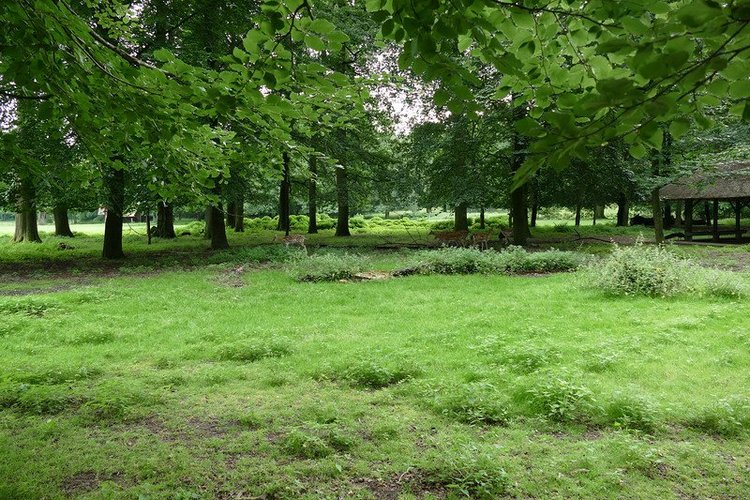 Hirschpark Hamburg. Олений парк. ВИДЕО