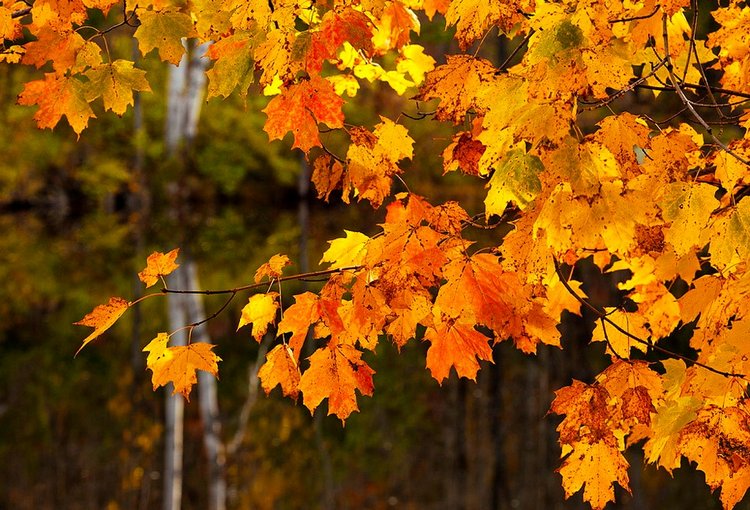 Красотка-осень — Болталка и разговоры обо всем: жизнь (фото 6)