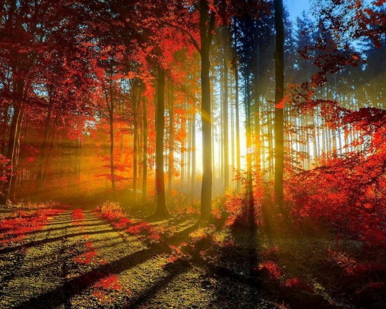 Осень. Сказка для взрослых (фото 8)