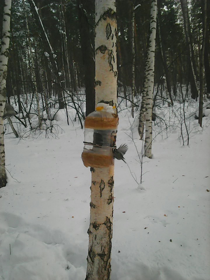 Интересное наблюдение за птицами у кормушки