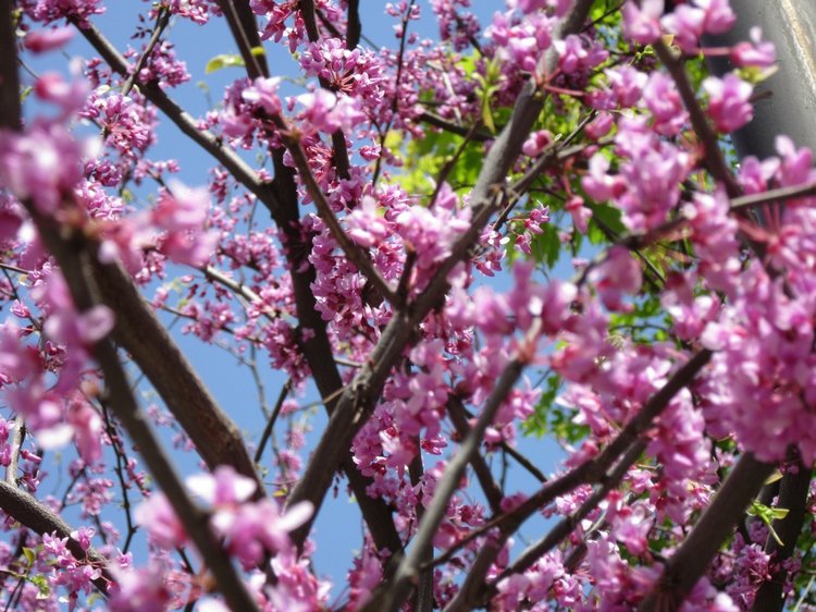 Первое мая. Сложно быть бунтарем, когда ты - милая девочка