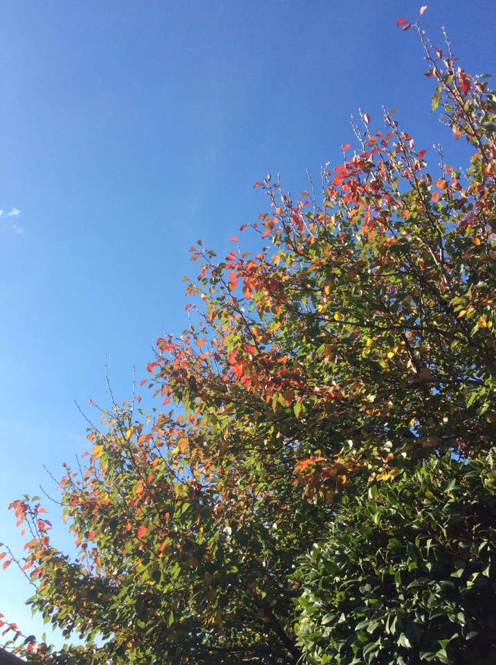 Осень в Австралии — Одежда и обувь для кукол BJD (БЖД): 1/3