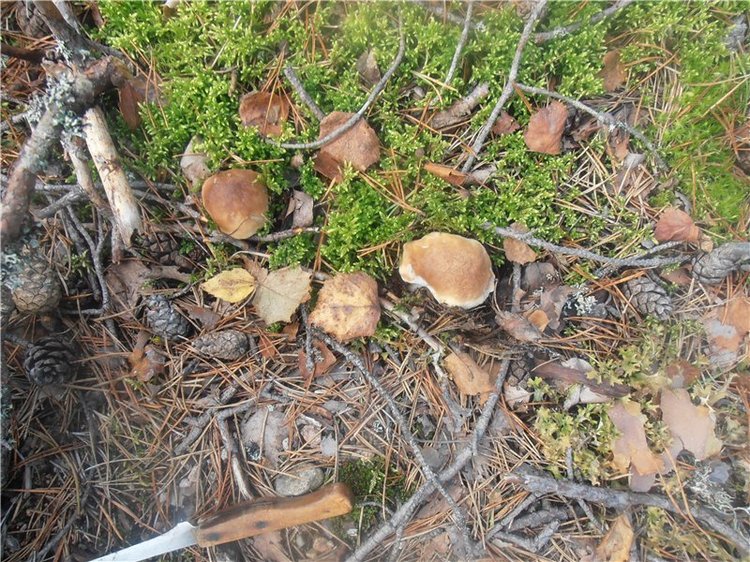 Любителям природы и походов за грибами (фото 10)