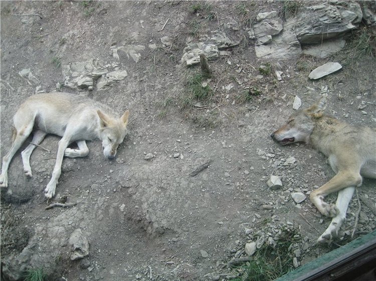 Галчонок и лето. Винтажна куколка СССР Галя