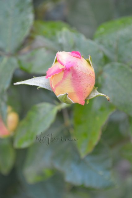 Питер - самый лучший город на земле! Вихтель Rosemarie Anna Muller (фото 3)