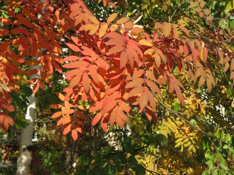 Люблю я пышное природы увяданье (фото 3)