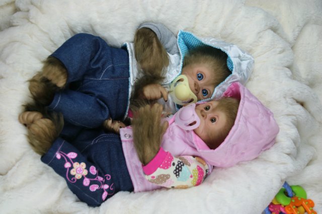 Мартышка - малышка... Куколка реборн Виктории Вишни