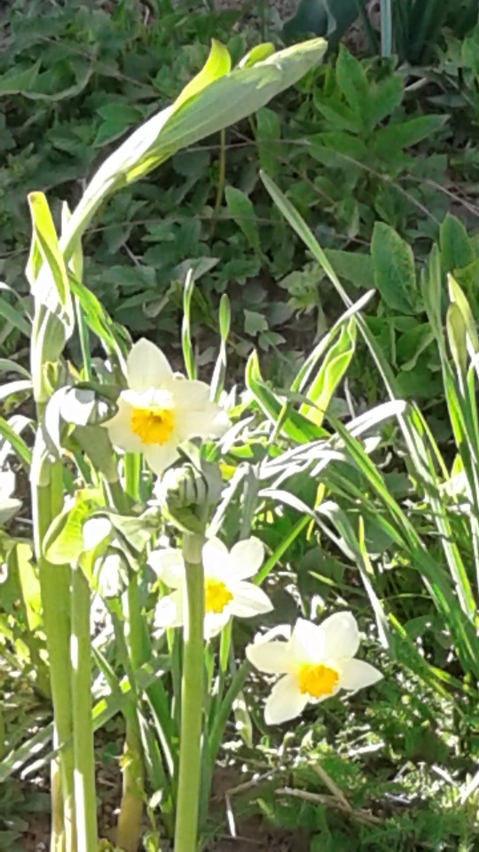 Природа Пскова: из весны в лето