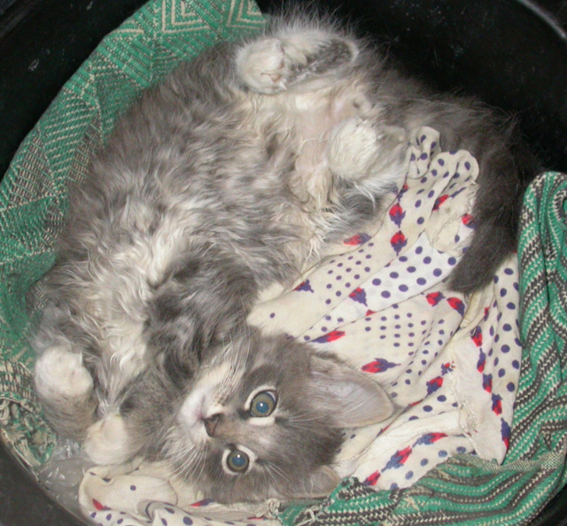 История одного хвостика — В мире животных: смешные фото питомцев и зверей