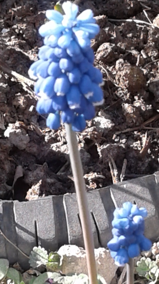 Природа Пскова: из весны в лето