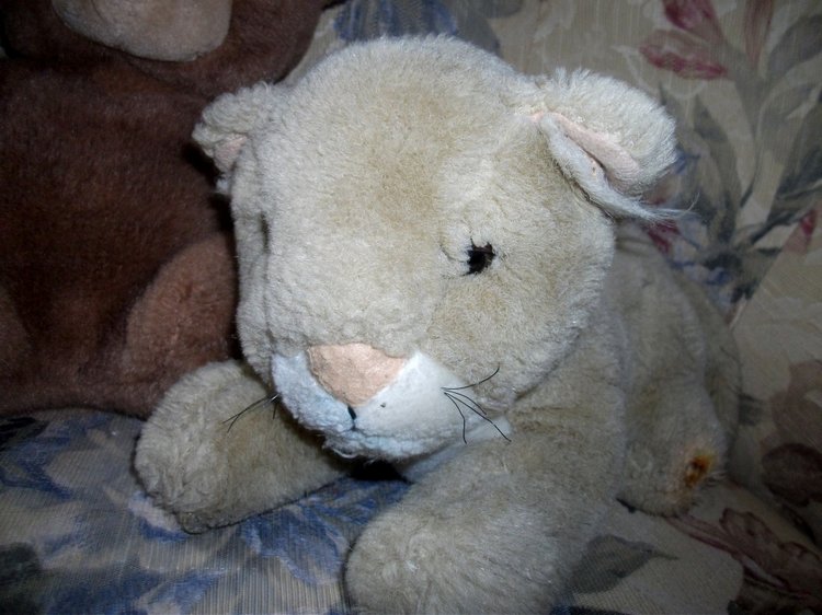 Мои спасенные зверики — Болталка и разговоры обо всем: жизнь (фото 3)