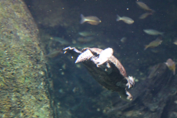 По Германии: зоопарк Лейпцига, часть 2