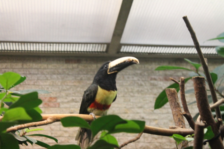 По Германии: зоопарк Лейпцига, часть 2