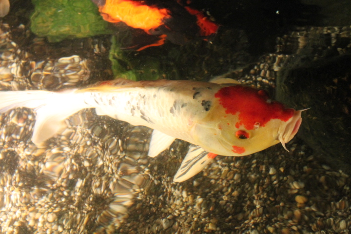 По Германии: зоопарк Лейпцига, часть 1