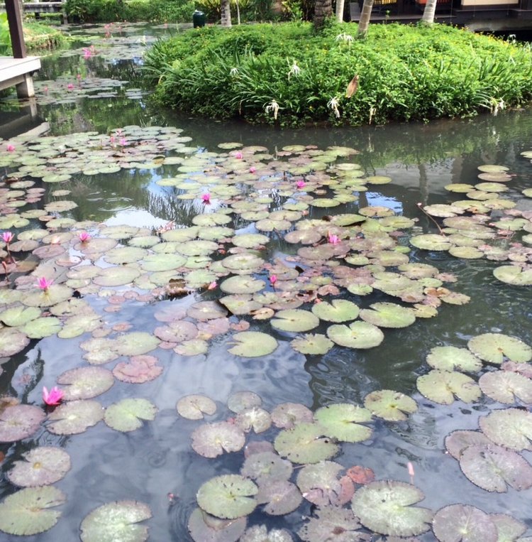 Груня-путешественница. Как маленькая девочка осваивала Таиланд. Вторая часть (фото 10)