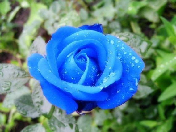 Синие розы — Одежда и обувь для кукол своими руками: фото (фото 2)