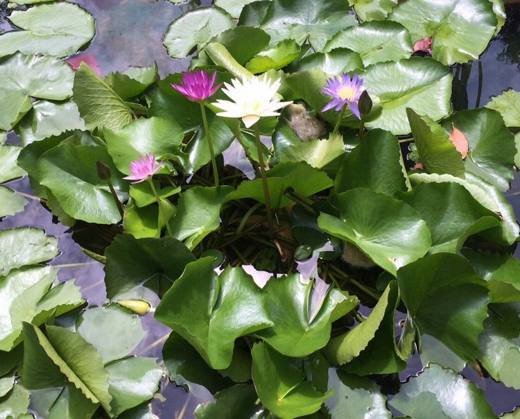 Груня-путешественница. Как маленькая девочка осваивала Таиланд. Вторая часть