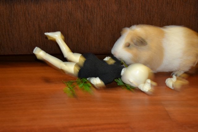 Главное не победа, главное -участие (фото 2)