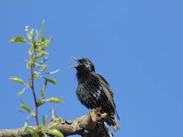 Марселька и тролли рассаду сажали, а бабочка с пчелкой им помогали... По следам конкурса "Моя Весна"