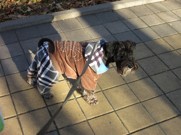 Утренняя прогулка в парке Горького с Соломоном и Анхен, или О сложностях гуляния с собакой и куклой одновременно