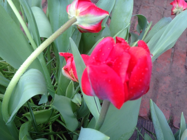 Фотосессия куклы ГДР Косолапки в Аптекарском огороде