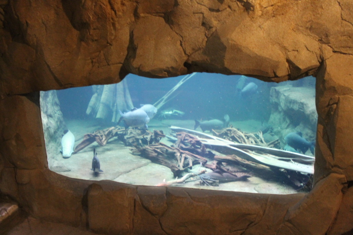 По Германии: зоопарк Лейпцига, часть 2