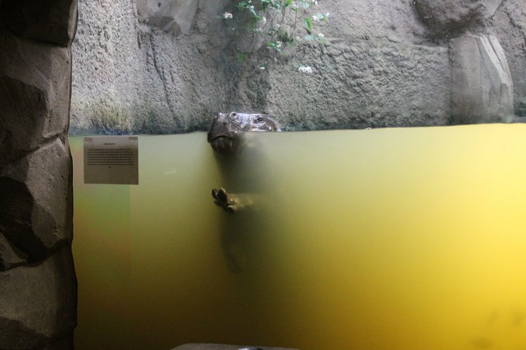 По Германии: зоопарк Лейпцига, часть 2