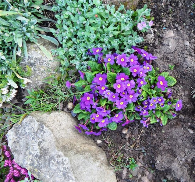 Люблю тебя, английская деревня