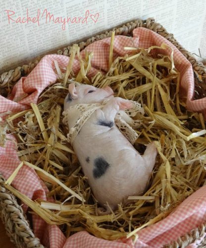 Зверятки-реборнятки — Молды и прототипы Реборн (Reborn): новинки (фото 2)