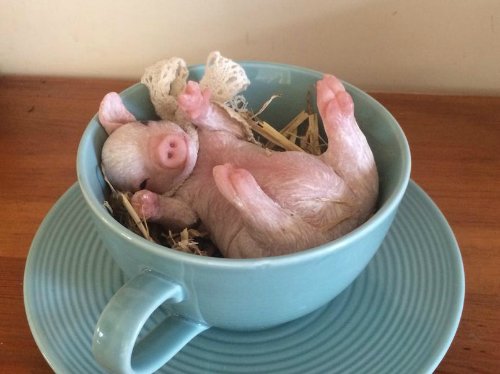 Зверятки-реборнятки — Молды и прототипы Реборн (Reborn): новинки