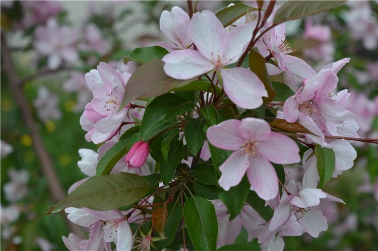 Цветение вишни — Одежда и обувь для кукол своими руками: фото (фото 8)