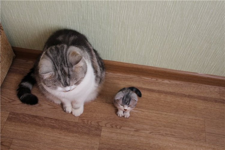 Котик Дени. Авторская игрушка Анны Ястрежембовской