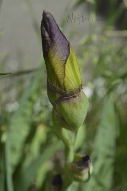 Яркие краски. Вихтели Rosemarie Anna Muller