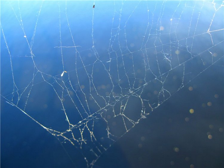 Прогулка с Райли. Riley от автора Helen Kish