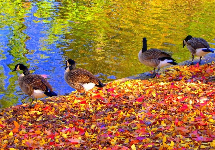 Красотка-осень — Болталка и разговоры обо всем: жизнь