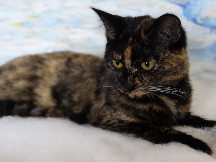 Белоснежка и Охотник — Куклы Kurhn (Курн) и Sonya Rose (Соня): Золотая коллекция