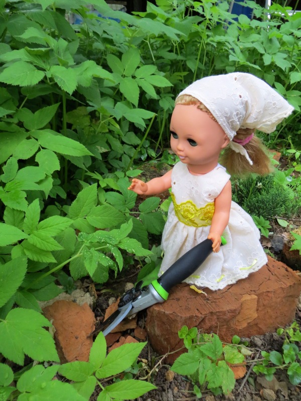 Как Шарлотта ездила на дачу