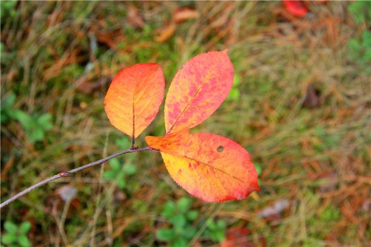 Зайка Зося. Авторская ручная работа Труничевой Ирины