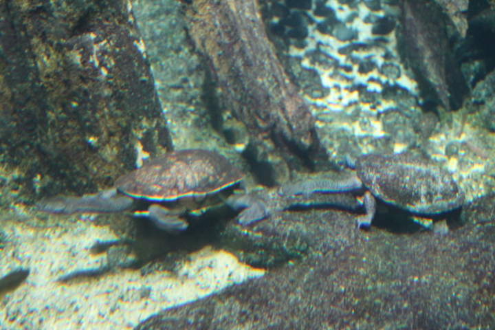 По Германии: зоопарк Лейпцига, часть 2