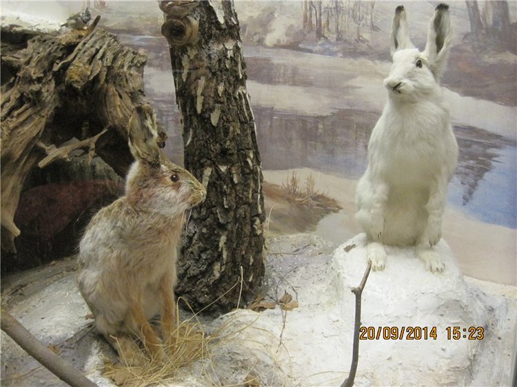 Давайте знакомиться! Мусенька - Realpuki Kaka Basic;)