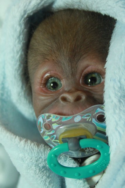 Бонька, обезьянка реборн Элины Кудрявцевой