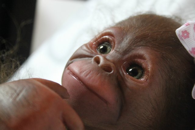 Бонька, обезьянка реборн Элины Кудрявцевой (фото 9)