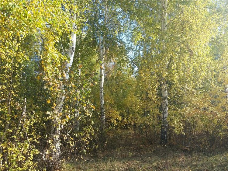 Осенний олененок — Куклы Fairyland (ФэйриЛэнд): BJD (БЖД)