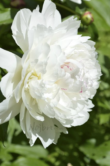 Яркие краски. Вихтели Rosemarie Anna Muller