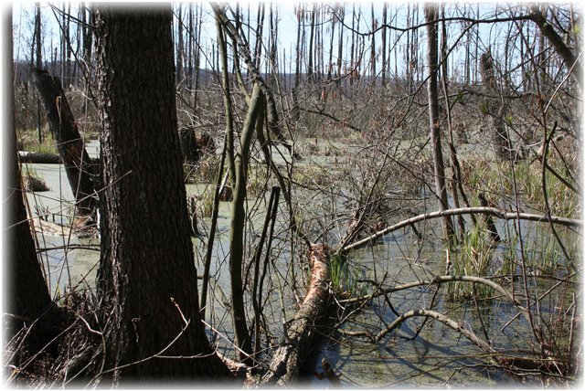 Небольшой поход Вихтелят на Ирдынские болота (фото 8)