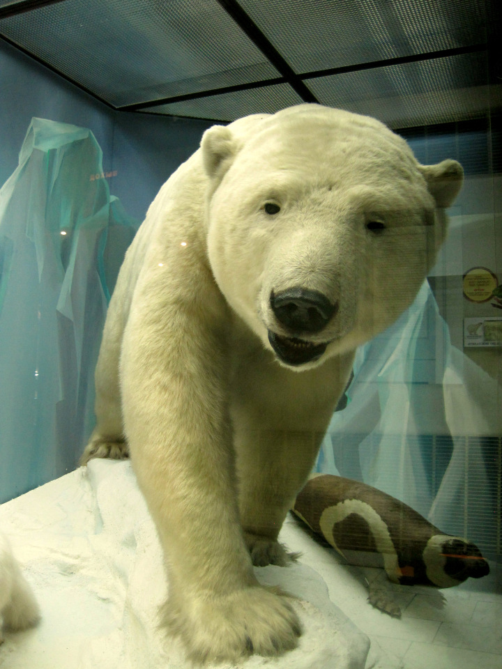 День в музее. Анжела в Государственном Дарвиновском музее