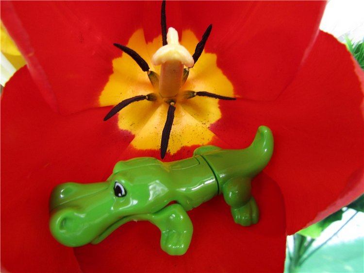 Крокодильчики мои, цветики речные (фото 6)